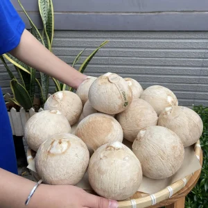 Dừa gọt trọc Bến Tre