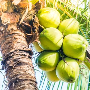 Dừa Tươi Vỏ Xanh